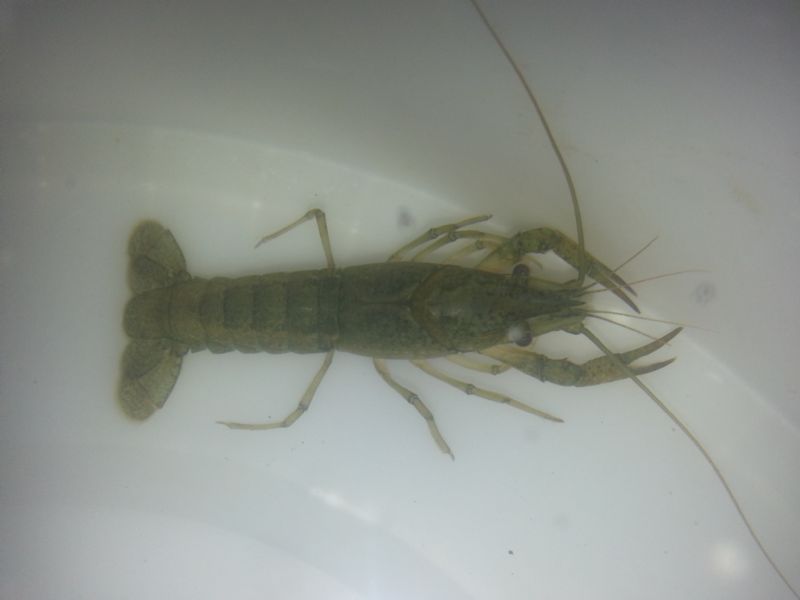 identificazione gambero d''acqua dolce: Procambarus